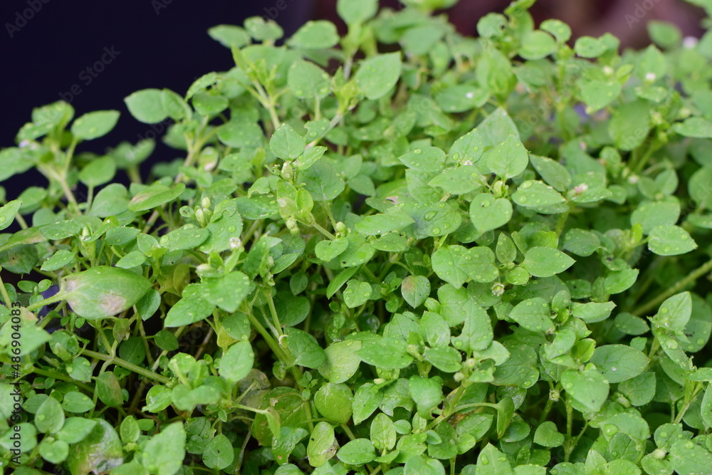 Chickweed as a close up against a dark background Chickweed as a close up against a dark background