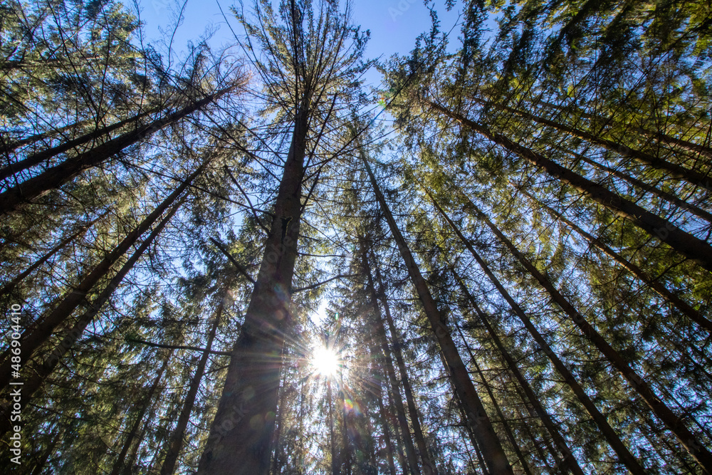 Fototapeta premium Wald