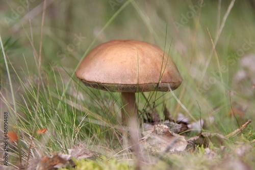 plants of the yamalo nenets autonomous okrug in summer
