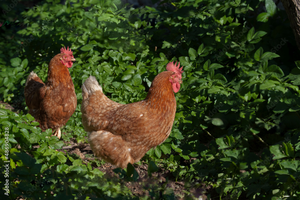 Dos gallinas felices en un campo verde