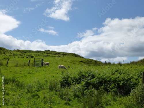 Sheeps in a field on Isle of Kerrera  Scotland  United Kingdom