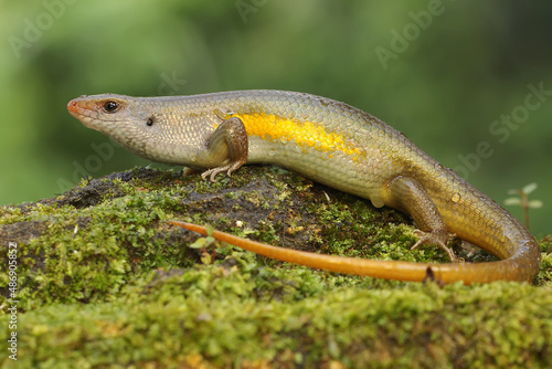 An adult common sun skink prepares to eat a snail. This reptile has the scientific name Mabouya multifasciata. 