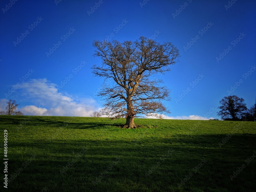 tree in field tree in field