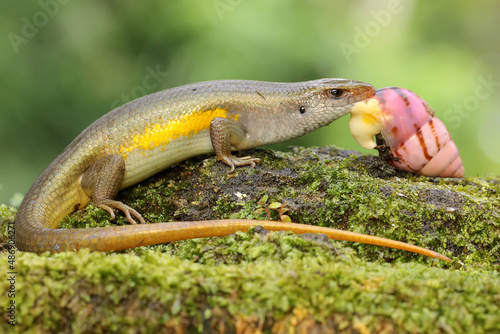 An adult common sun skink prepares to eat a snail. This reptile has the scientific name Mabouya multifasciata.   © I Wayan Sumatika