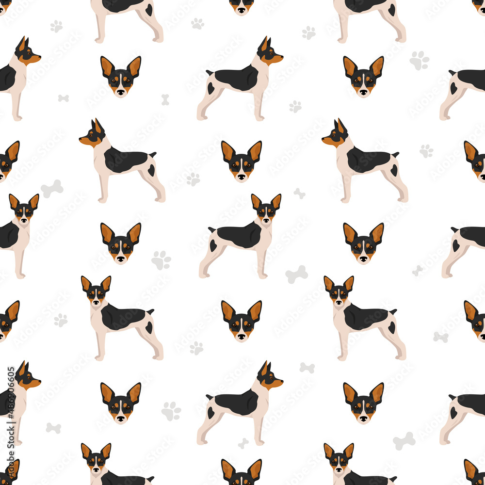 Rat terrier seamless pattern. Different poses, coat colors set Rat terrier seamless pattern. Different poses, coat colors set