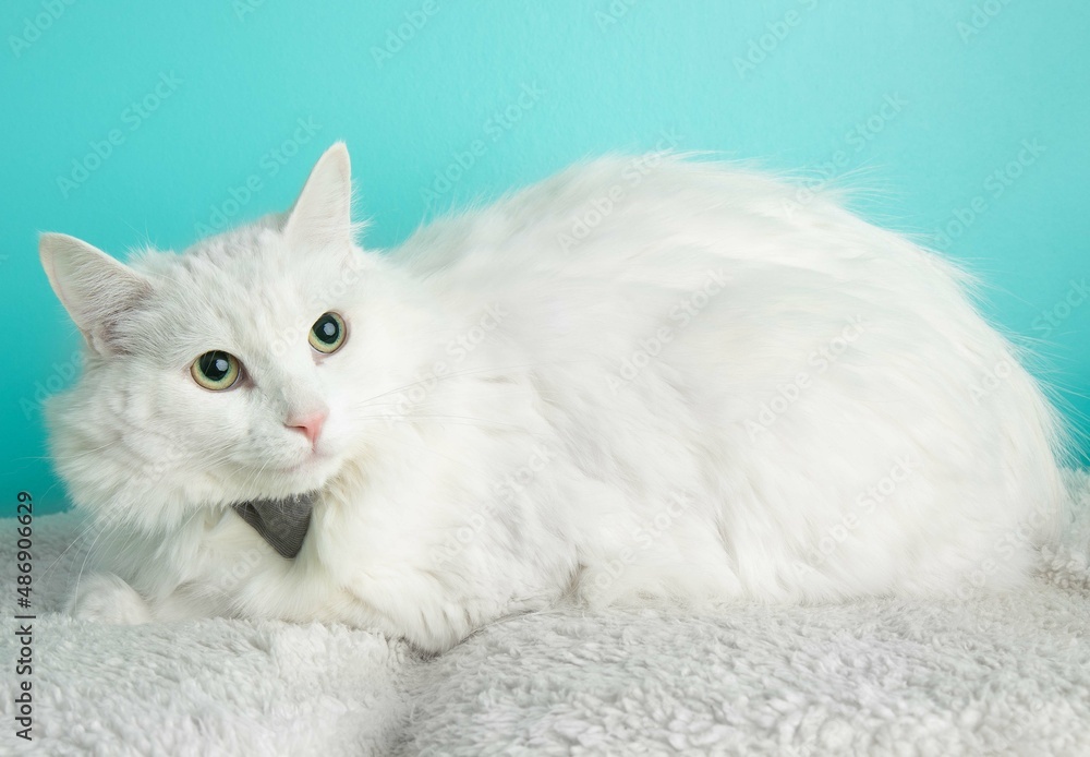 white cat lying down on a white blanket white cat lying down on a white blanket