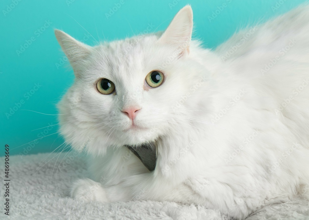 white cat lying down on a white blanket close up of face white cat lying down on a white blanket close up of face