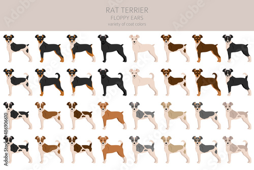 Rat terrier clipart. Different poses, coat colors set