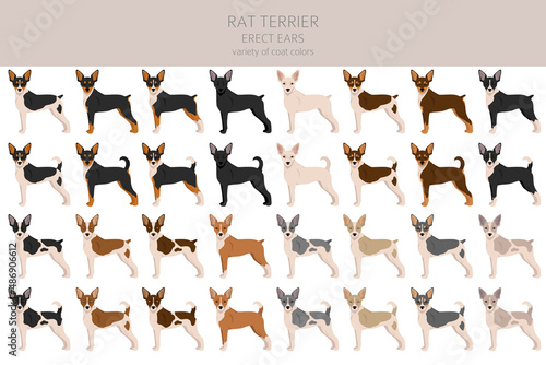 Rat terrier clipart. Different poses, coat colors set