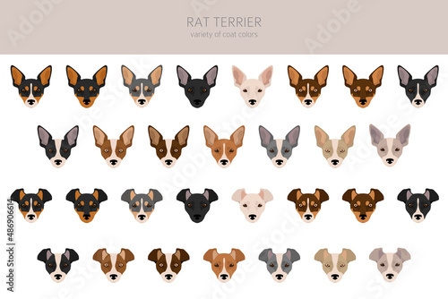 Rat terrier clipart. Different poses  coat colors set