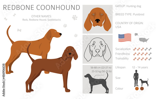 Redbone coonhound clipart. Different poses, coat colors set photo