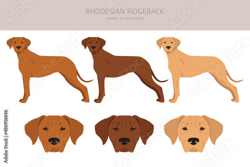 Rhodesian ridgeback clipart. Different poses  coat colors set