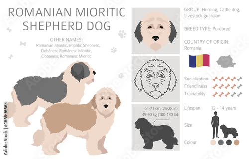 Romanian Mioritic shepherd dog clipart. Different poses, coat colors set