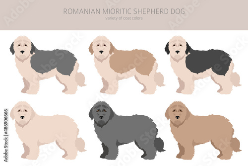 Romanian Mioritic shepherd dog clipart. Different poses, coat colors set © a7880ss