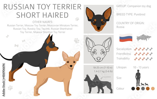 Russian toy terrier shorthaired clipart. Different poses, coat colors set