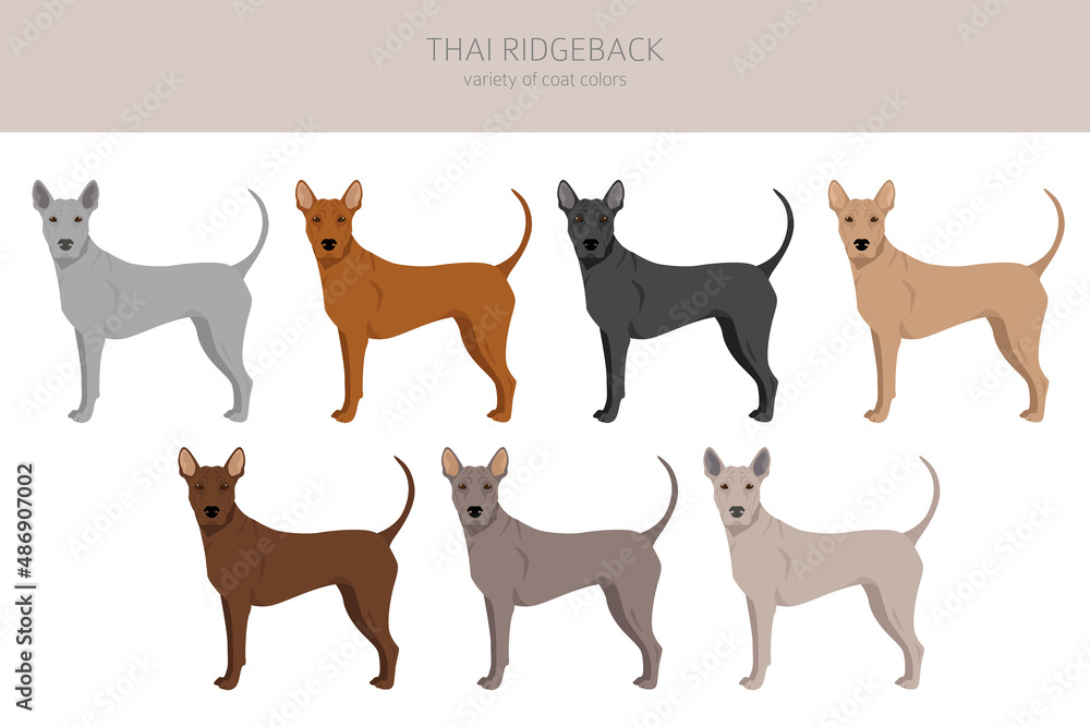 Thai Ridgeback clipart. Different poses, coat colors set