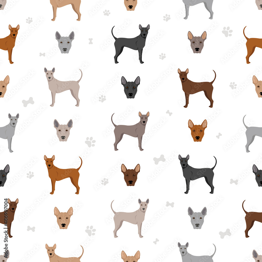 Thai Ridgeback seamless pattern. Different poses, coat colors set