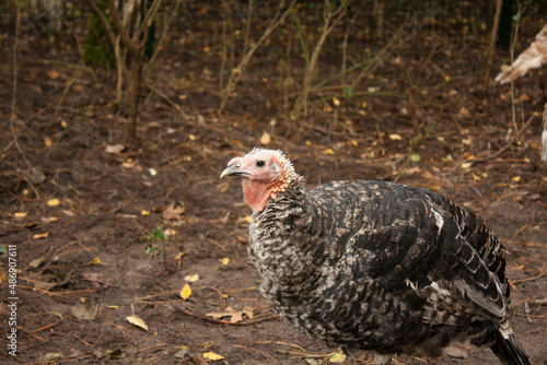 Turkey  bird  sitting in a forest