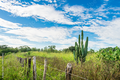 Mandacaru cactus and blue sky - a view of the countryside in Oeiras - Piaui state, Brazil photo