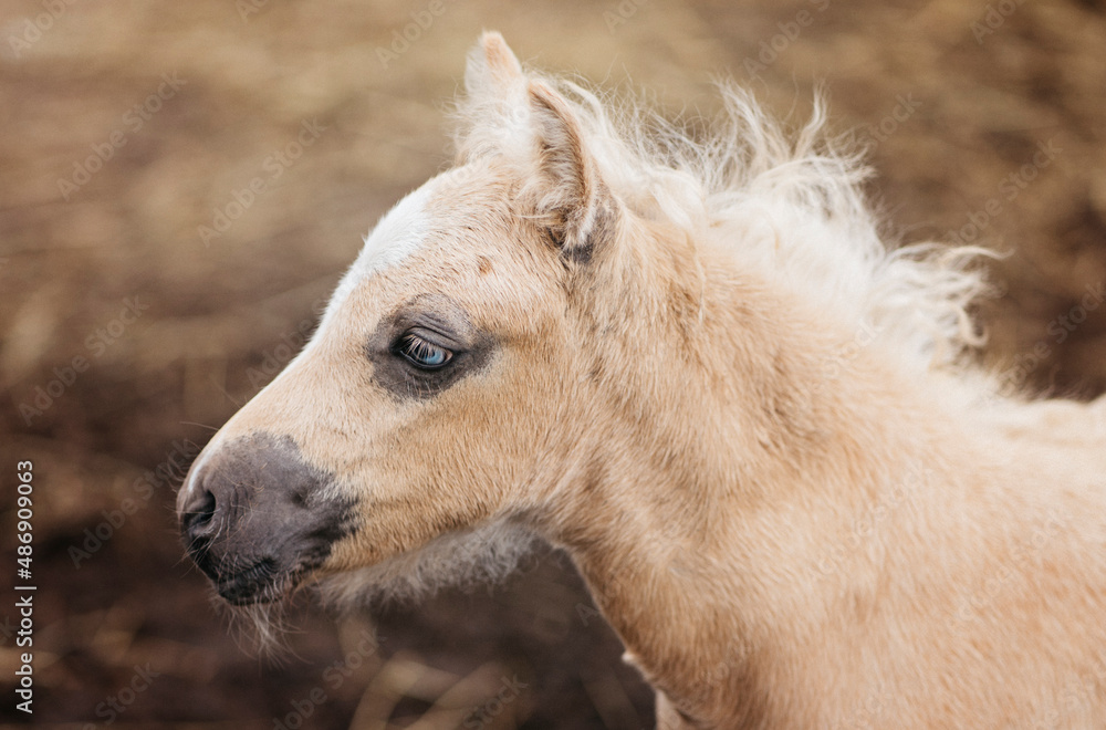 Beautiful young foal with blue eyes