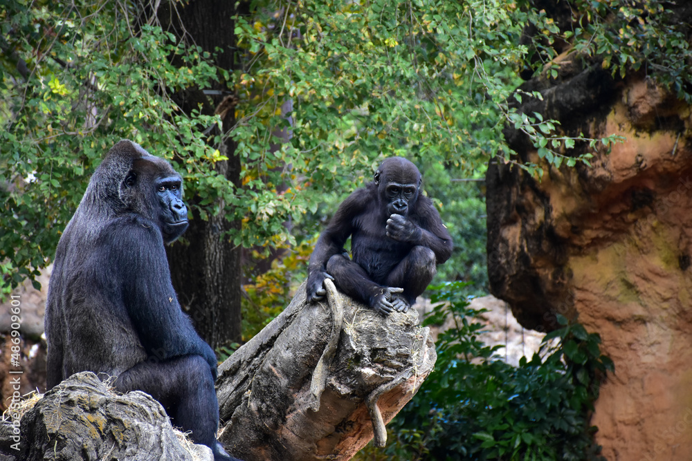 Obraz premium 木の上で休むゴリラの親子