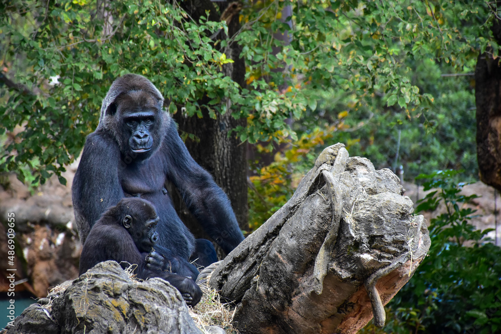 Obraz premium 子供を見守るゴリラ
