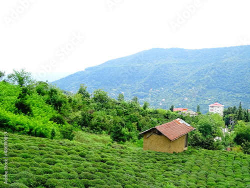 Namakabrud, Dalkhani jungle, Iran photo