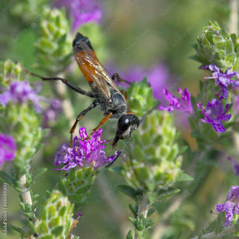 Sphex funerarius, the golden digger wasp, is a species of digger wasp belonging to the family Sphecidae, Greece
