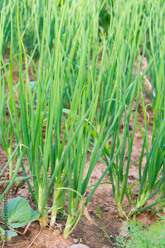 Growing spring onions or green onions or scallions or Green Shallot  Alliumcepa . They are long  slender green tops and the small white bulb are edible  and are good either raw or cooked