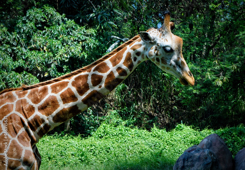 Canvas Print A beautiful shot of a giraffe in a forest in a zoo in Bali