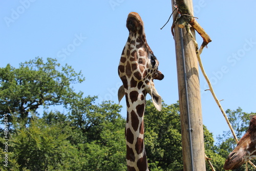 Photography Giraffe