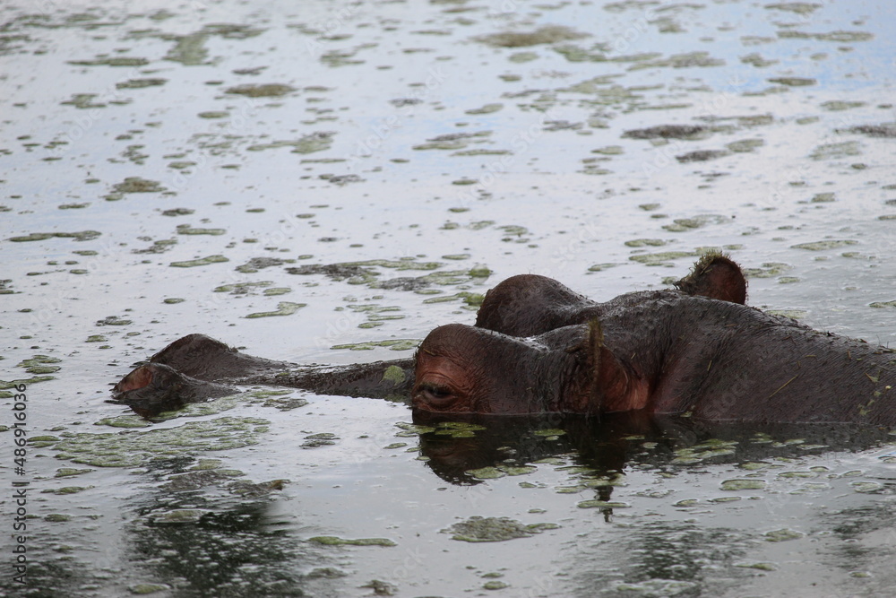 Fototapeta premium Hippo