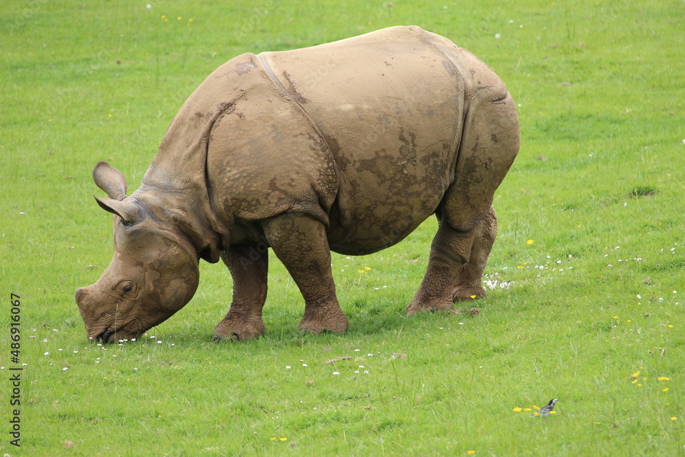 Obraz premium rhino in the grass