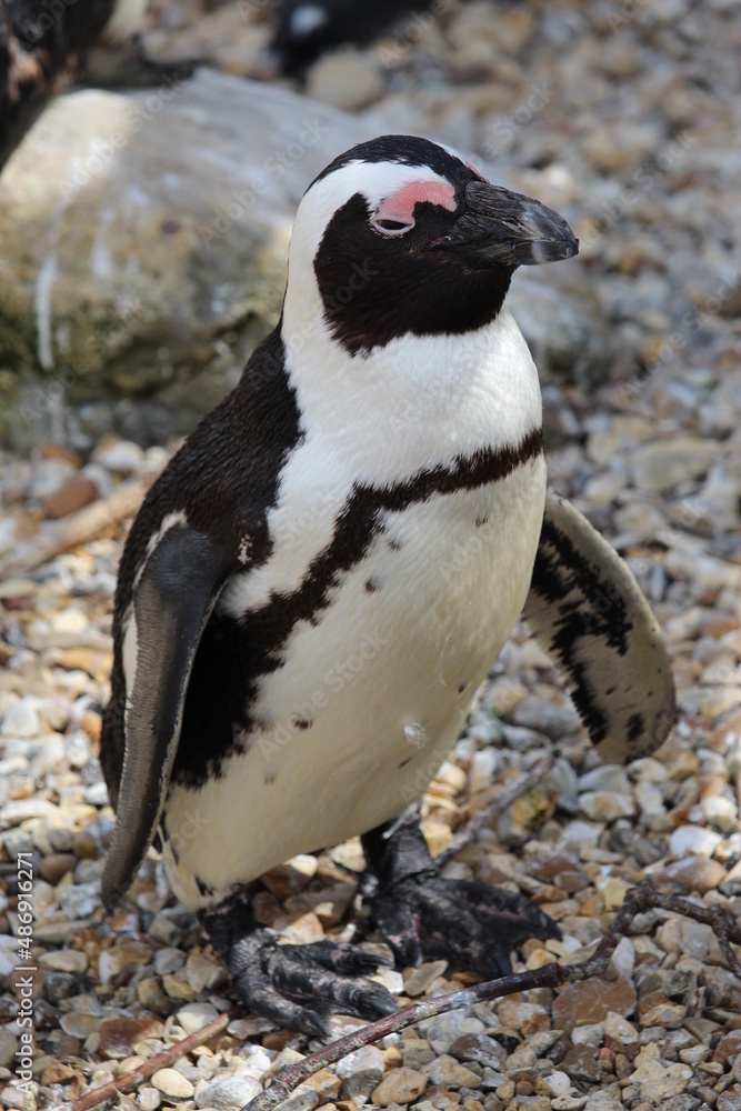 Obraz premium penguin on the beach