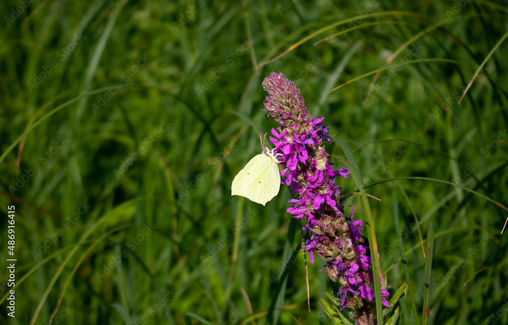 A white butterfly on a purple-lilac meadow flower A white butterfly on a purple-lilac meadow flower