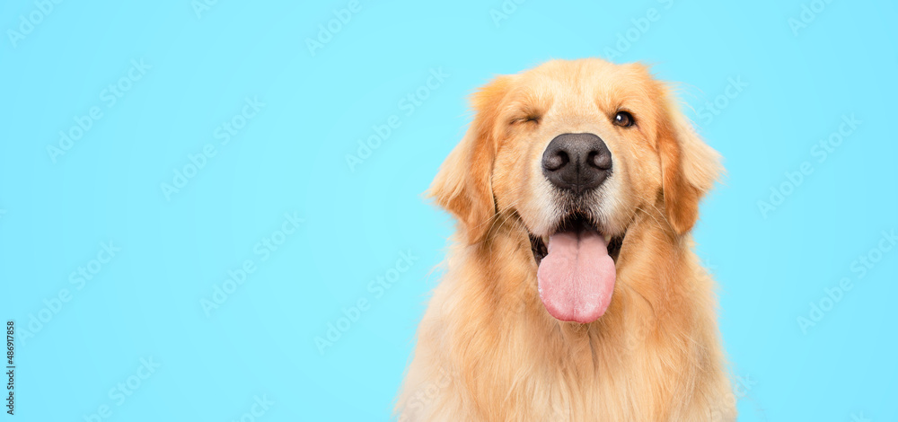 golden retriever dog portrait blinking eye on blue background
