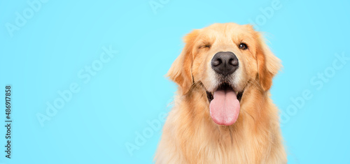 golden retriever dog portrait blinking eye on blue background