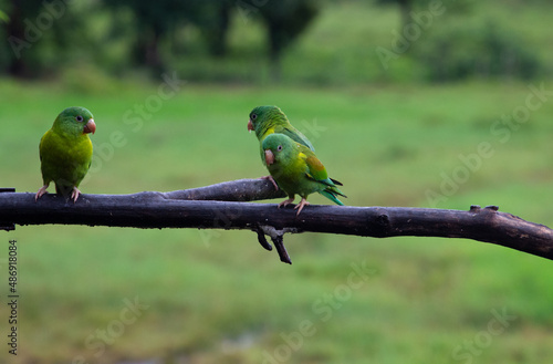Green parrots, costa rica