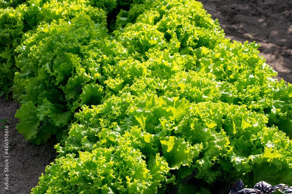 Harvest fresh green lettuce on the field.