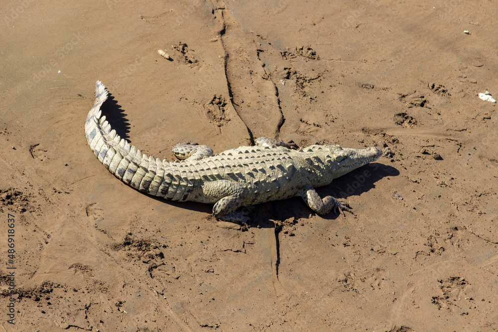 Crocodile Crocodile