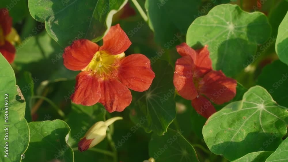 Bee collects honey nectar on flower nasturtium. Close up one honey bee flying around nasturtium flowers, honey bee collecting nectar bee Bee collects honey nectar on flower nasturtium. Close up one honey bee flying around nasturtium flowers, honey bee collecting nectar bee
