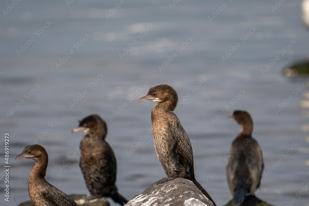 Pygmy Cormorant (Microcarbo pygmaeus) perched on rock Pygmy Cormorant (Microcarbo pygmaeus) perched on rock