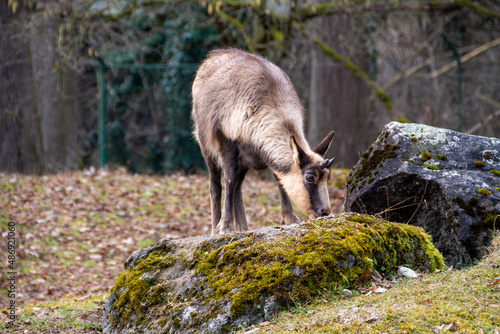 Junge Gemse leckt an einem Stein