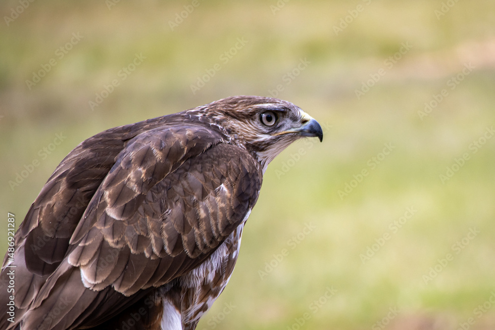 Hawk Eagle in South Africa Hawk Eagle in South Africa