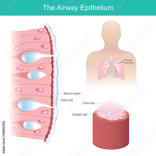 Tela The Airway Epithelium