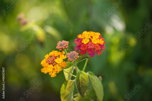 lantana with small petals and various colors.