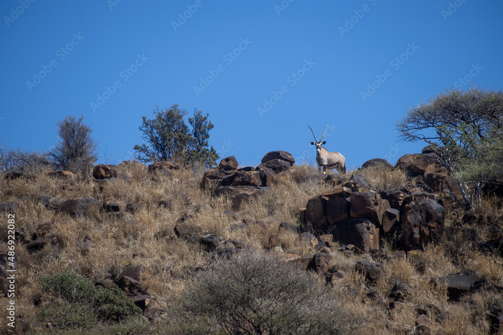 Fototapeta premium Gemsbok looks down at the Mokala National Park