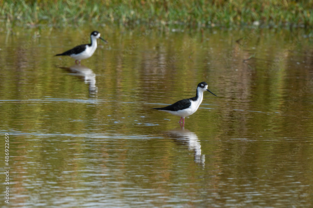 Echasse d'Amérique,.Himantopus mexicanus, Black necked Stilt