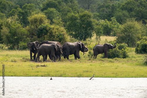 Éléphant d'Afrique, Loxodonta africana, Parc national Kruger, Afrique du Sud