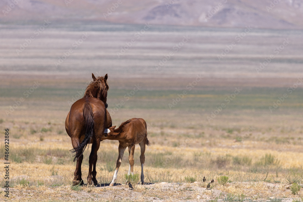 Wild Horse Mare and Foal in the Utah Desert